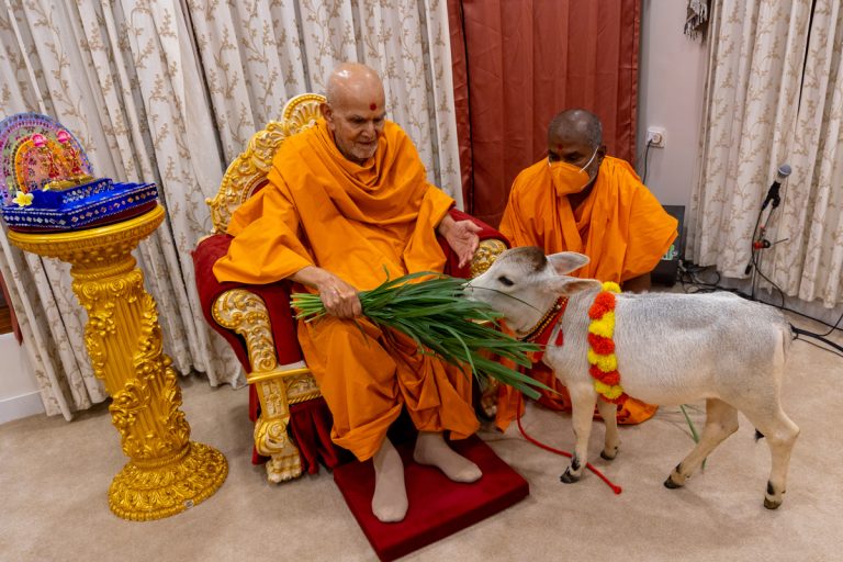 When Compassion Silences Pain: A Memorable Moment with Mahant Swami Maharaj
